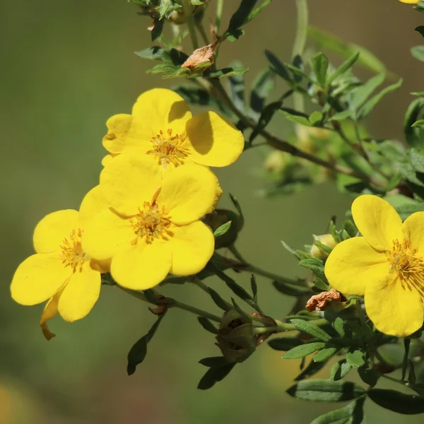 博鱼体育捕鱼游戏